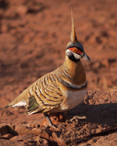 Spinifex Pigeon