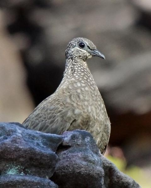 Chestnut-quilled Rock-Pigeon