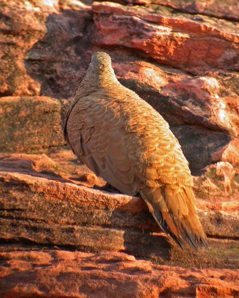 White-quilled Rock-Pigeon