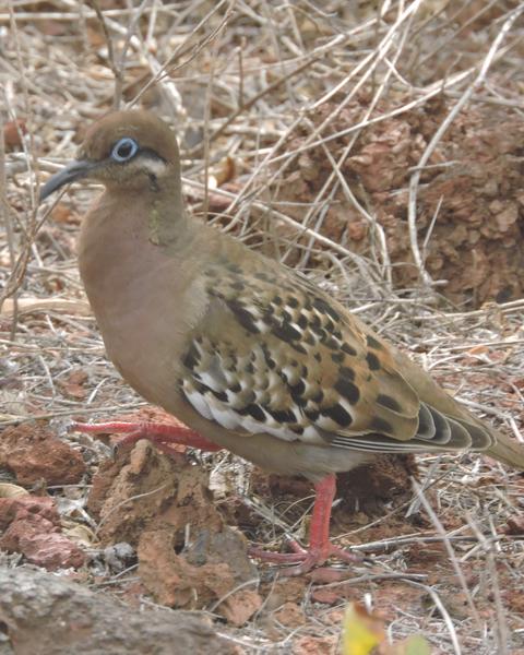 Galapagos Dove