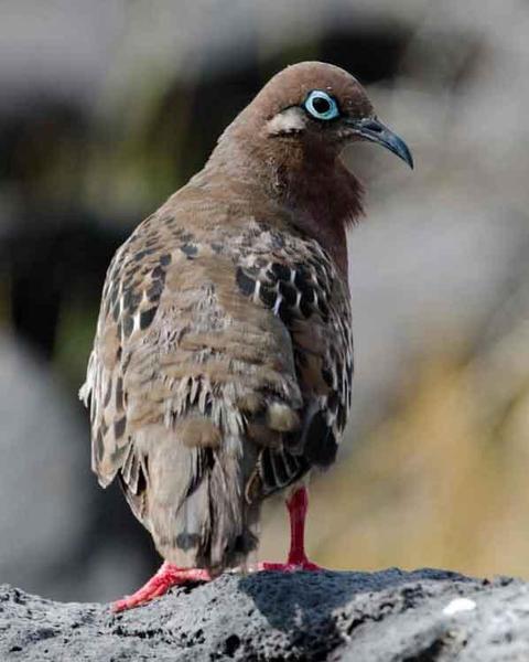 Galapagos Dove