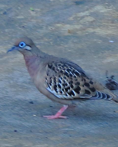 Galapagos Dove