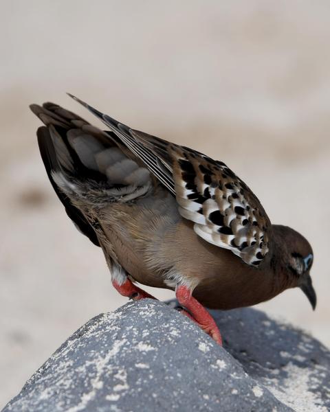 Galapagos Dove