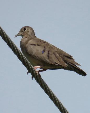 Plain-breasted Ground Dove