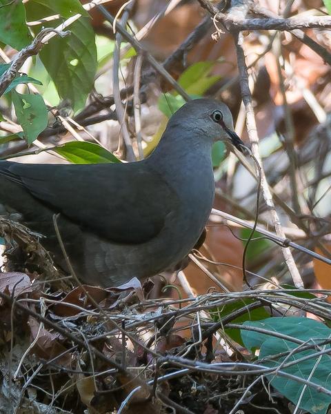 Gray-chested Dove