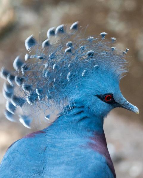 Victoria Crowned-Pigeon