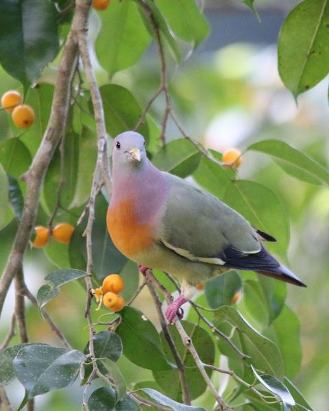 Pink-necked Green-Pigeon