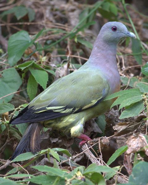 Pink-necked Green-Pigeon