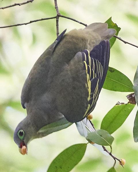 Thick-billed Green-Pigeon