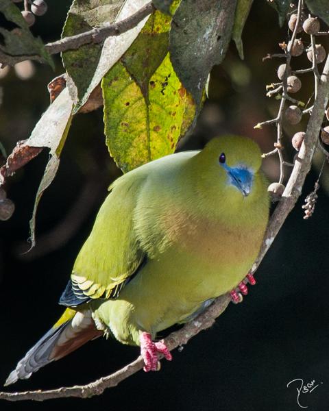 Pin-tailed Green-Pigeon