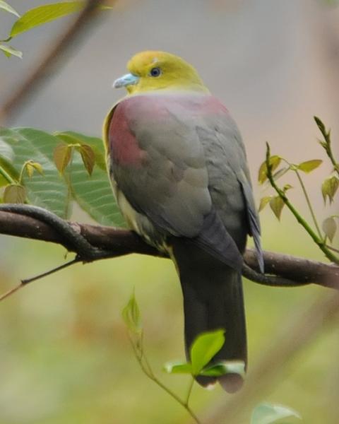 Wedge-tailed Green-Pigeon