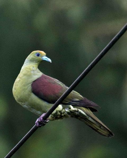 Whistling Green-Pigeon