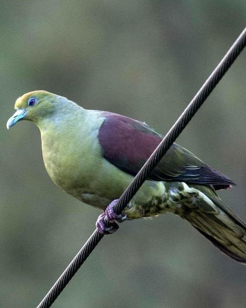 Whistling Green-Pigeon