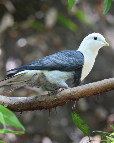 Black-banded Fruit-Dove