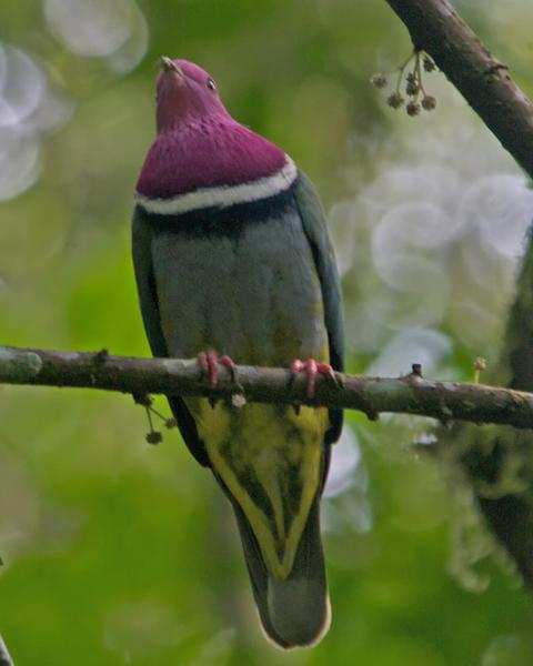 Pink-headed Fruit-Dove