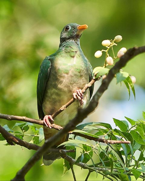Jambu Fruit-Dove