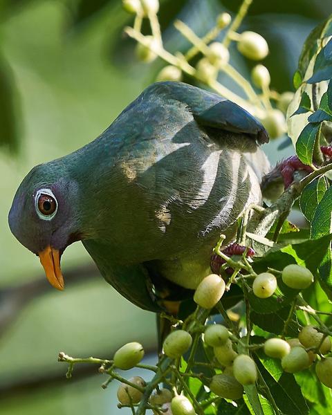 Jambu Fruit-Dove
