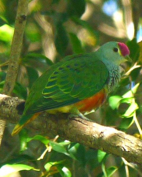 Rose-crowned Fruit-Dove