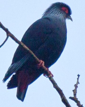Madagascar Blue-Pigeon