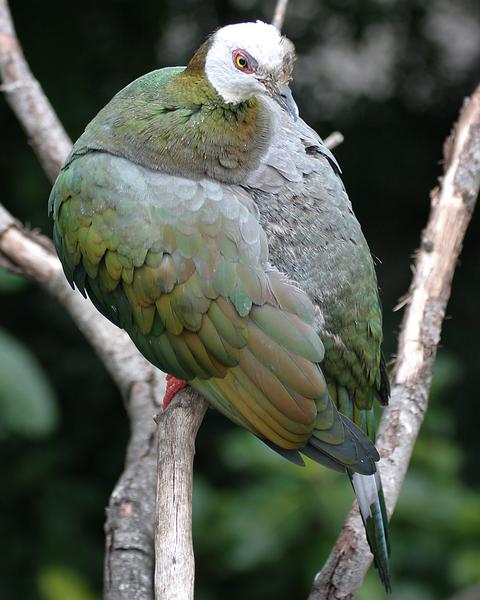 White-bellied Imperial-Pigeon