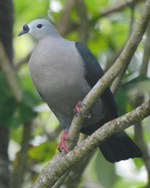 Pacific Imperial-Pigeon