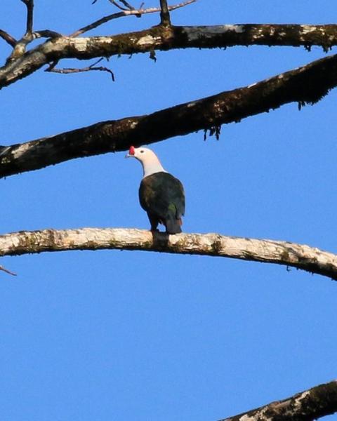 Red-knobbed Imperial-Pigeon