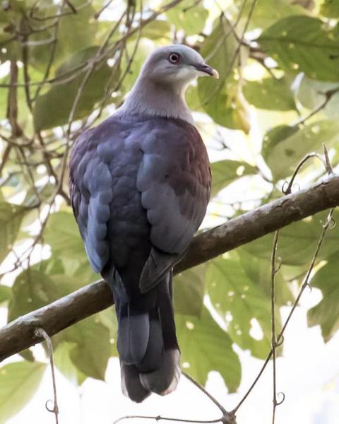 Mountain Imperial-Pigeon