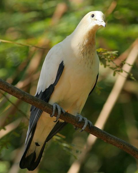 Pied Imperial-Pigeon