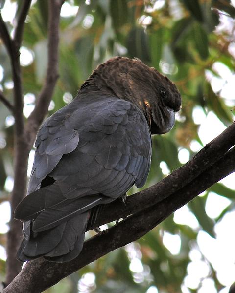Glossy Black-Cockatoo
