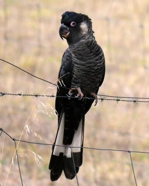 Baudin's Black-Cockatoo