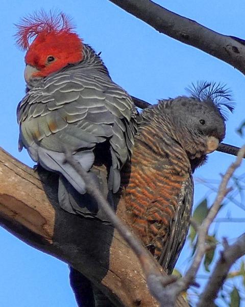 Gang-gang Cockatoo