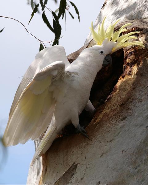Sulphur-crested Cockatoo