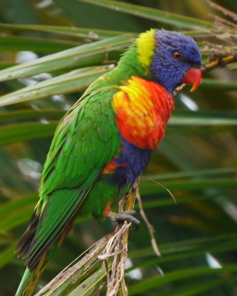 rainbow lorikeet sp.