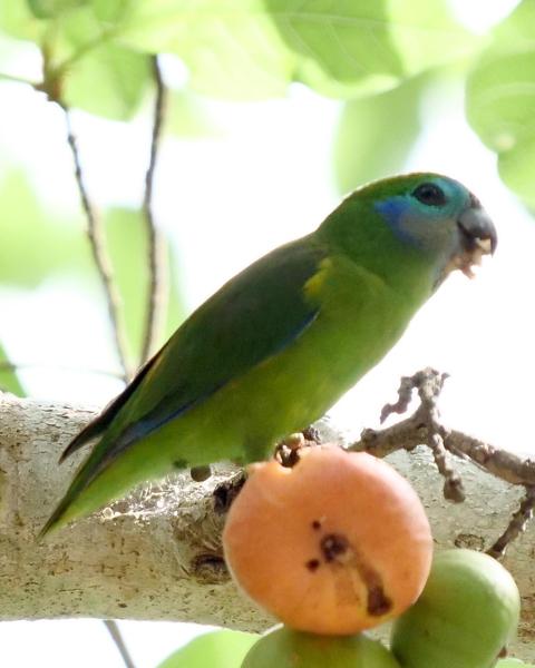 Double-eyed Fig-Parrot
