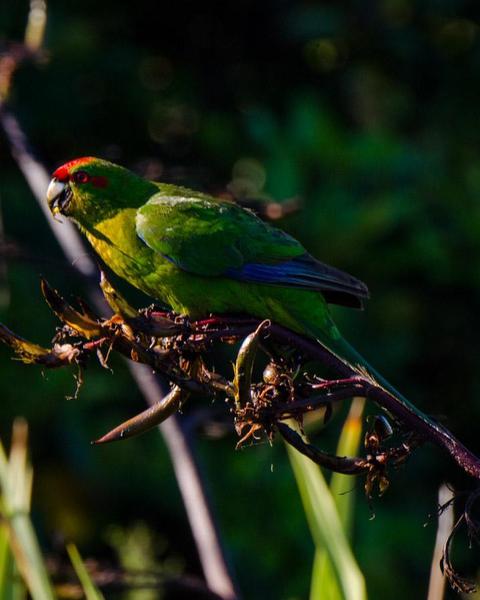 Red-crowned Parakeet
