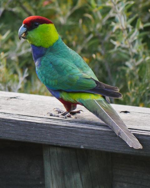Red-capped Parrot