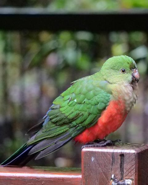 Australian King-Parrot