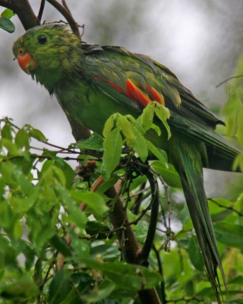 Red-winged Parrot