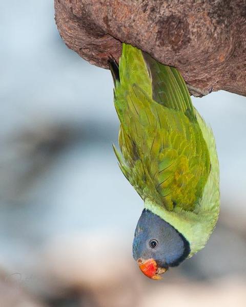 Slaty-headed Parakeet
