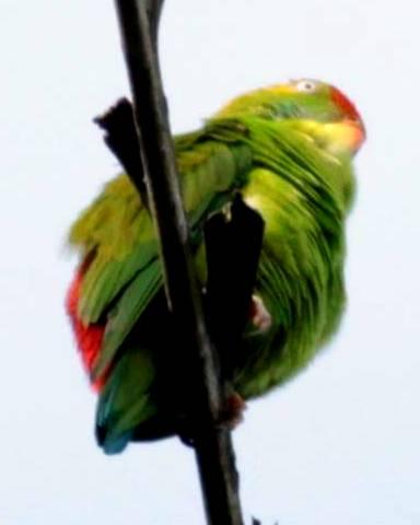 Sri Lanka Hanging-Parrot