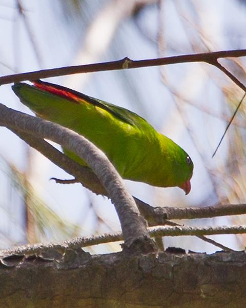 Yellow-throated Hanging-Parrot