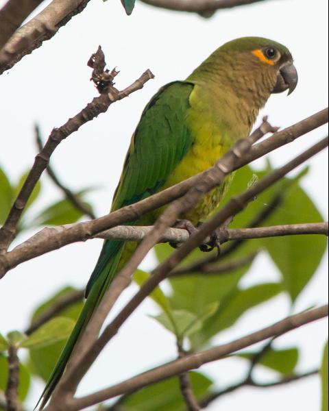 Brown-throated Parakeet