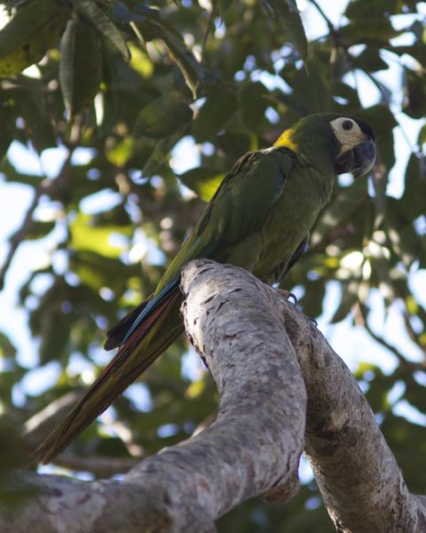 Yellow-collared Macaw