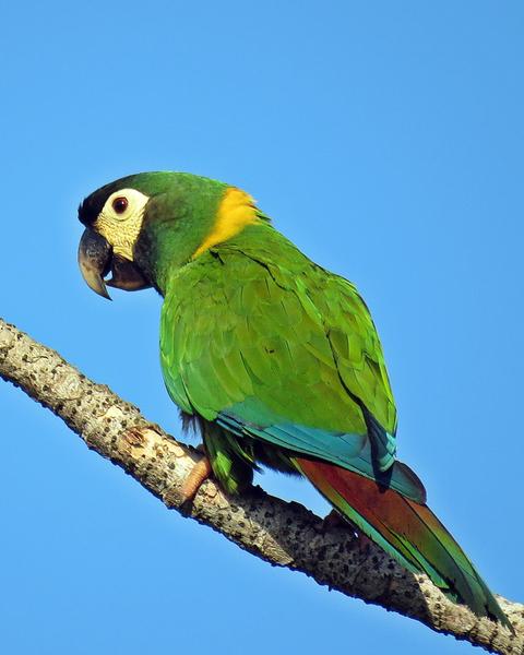 Yellow-collared Macaw