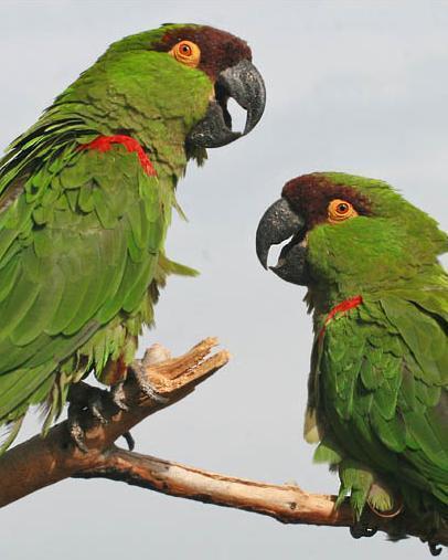 Maroon-fronted Parrot