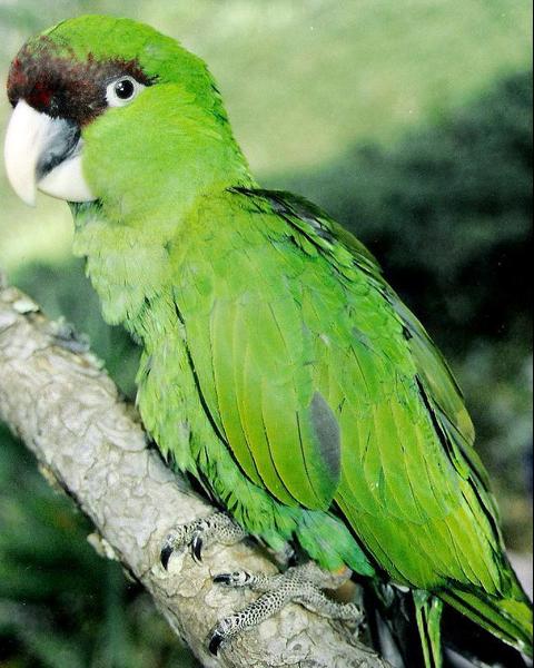 Maroon-fronted Parrot