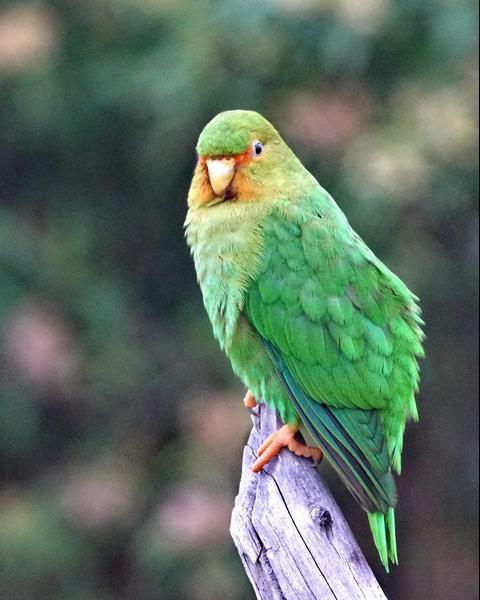 Rufous-fronted Parakeet