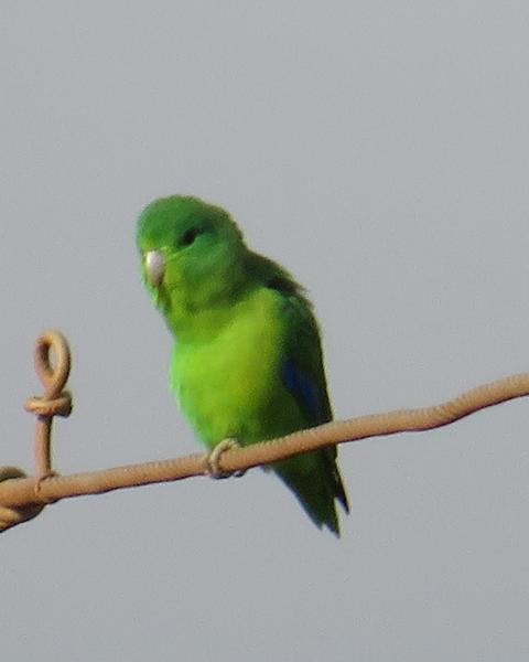 Blue-winged Parrotlet