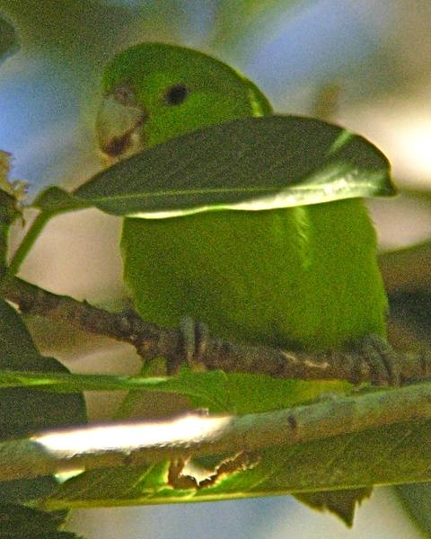 Mexican Parrotlet