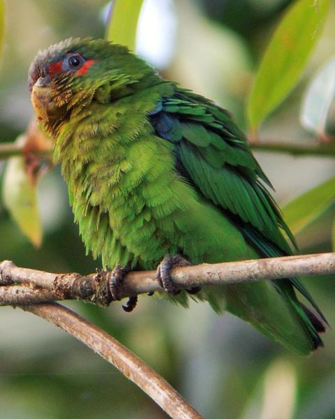 Blue-fronted Parrotlet